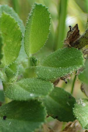 Ononis repens subsp. procurrens \ Kriechende Hauhechel, D Hohwacht 14.9.2021