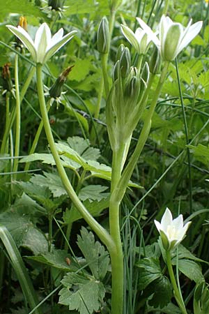 Ornithogalum divergens \ Spreizender Dolden-Milchstern / Lesser Star of Bethlehem, D Bensheim 29.4.2022