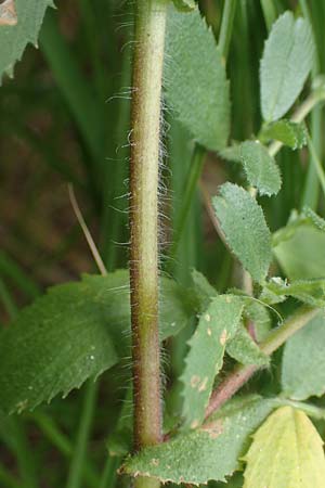 Ononis repens subsp. procurrens \ Kriechende Hauhechel, D Mosbach 13.7.2022