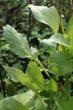 Raphanus sativus var. oleiformis \ l-Rettich, D Odenwald, Rimbach 24.10.2022