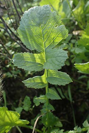 Raphanus sativus var. oleiformis \ l-Rettich, D Odenwald, Rimbach 24.10.2022