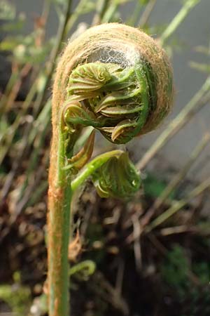 Osmunda regalis \ Knigs-Farn, D  8.4.2024