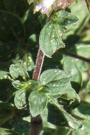 Origanum syriacum / Syrian Oregano, Biblical Hyssop, D Botan. Gar.  Universit.  Mainz 4.8.2007