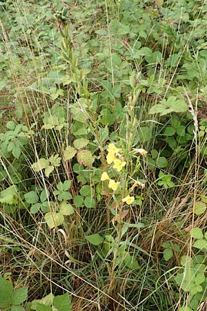 Oenothera erythropoda \ Nachtkerze / Evening Primrose, D Rheinstetten-Forchheim 23.7.2016