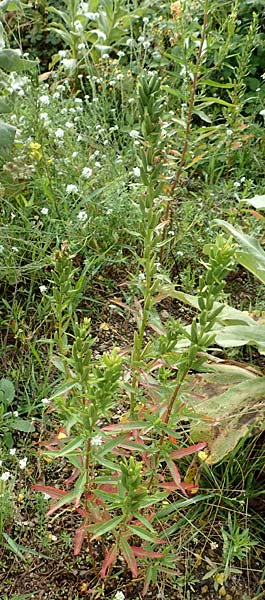 Oenothera erythropoda \ Nachtkerze / Evening Primrose, D Rheinstetten-Forchheim 23.7.2016