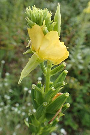 Oenothera erythropoda \ Nachtkerze / Evening Primrose, D Rheinstetten-Forchheim 23.7.2016