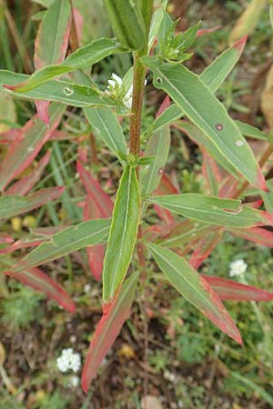 Oenothera erythropoda \ Nachtkerze / Evening Primrose, D Rheinstetten-Forchheim 23.7.2016