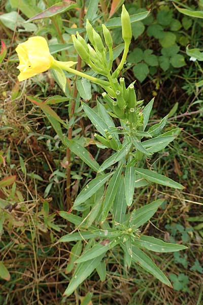 Oenothera erythropoda \ Nachtkerze / Evening Primrose, D Rheinstetten-Forchheim 23.7.2016