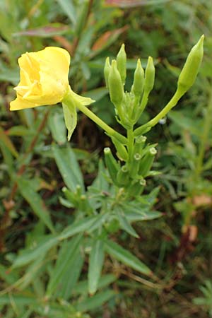 Oenothera erythropoda \ Nachtkerze / Evening Primrose, D Rheinstetten-Forchheim 23.7.2016