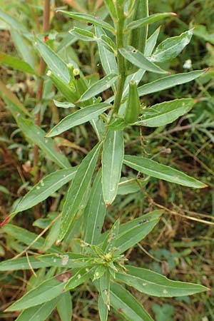 Oenothera erythropoda \ Nachtkerze / Evening Primrose, D Rheinstetten-Forchheim 23.7.2016