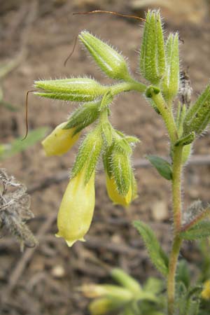 Onosma taurica / Crimea Goldendrop, D Botan. Gar.  Universit.  Mainz 11.7.2009