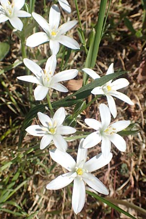 Ornithogalum divergens \ Spreizender Dolden-Milchstern / Lesser Star of Bethlehem, D Grünstadt-Asselheim 26.4.2020