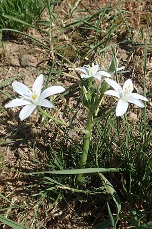 Ornithogalum divergens \ Spreizender Dolden-Milchstern / Lesser Star of Bethlehem, D Grünstadt-Asselheim 26.4.2020