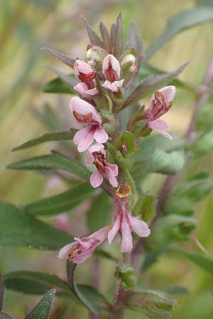 Odontites vernus \ Frhlings-Zahntrost, D Tiefenbronn 26.6.2016