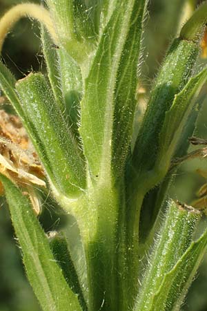 Oenothera suaveolens \ Wohlriechende Nachtkerze / Smelling Evening Primrose, D Römerberg 8.7.2017