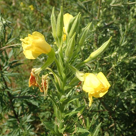 Oenothera suaveolens \ Wohlriechende Nachtkerze, D Römerberg 8.7.2017