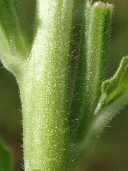 Oenothera suaveolens \ Wohlriechende Nachtkerze / Smelling Evening Primrose, D Ingelheim 11.7.2017