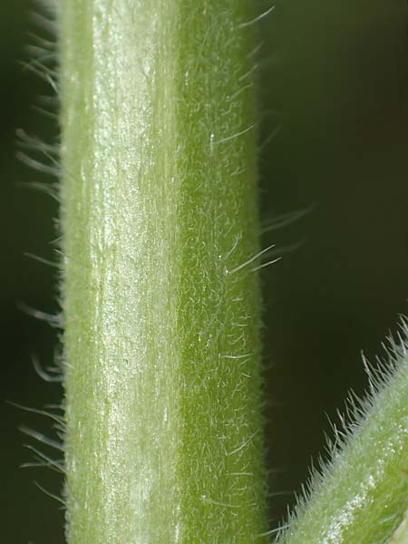 Oenothera suaveolens \ Wohlriechende Nachtkerze, D Ingelheim 11.7.2017