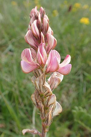 Onobrychis viciifolia \ Futter-Esparsette, Saat-Esparsette / Sainfoin, D Neuleiningen 14.5.2020