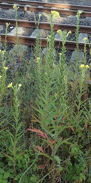 Oenothera palatina \ Pflzer Nachtkerze / Palatinian Evening Primrose, D Bickenbach 17.7.2018