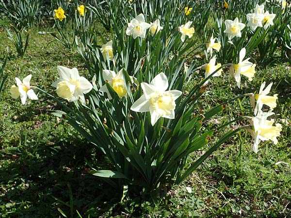 Narcissus pseudonarcissus / Wild Daffodil, D Ludwigshafen 31.3.2021