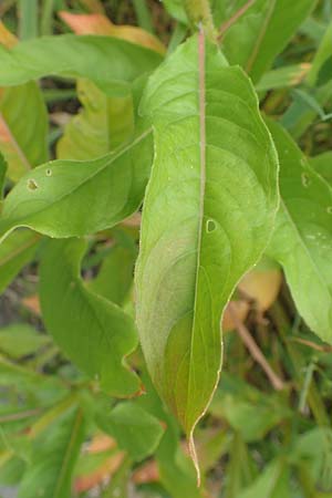 Oenothera fallax \ Tuschende Nachtkerze / Intermediate Evening Primrose, D Breuberg 16.7.2016