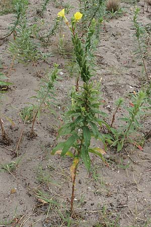 Oenothera fallax x oakesiana \ Nachtkerzen-Hybride, D Mannheim 8.8.2017