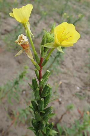 Oenothera fallax x oakesiana \ Nachtkerzen-Hybride, D Mannheim 8.8.2017