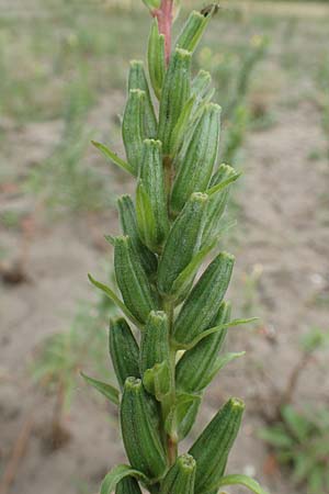 Oenothera fallax x oakesiana \ Nachtkerzen-Hybride, D Mannheim 8.8.2017