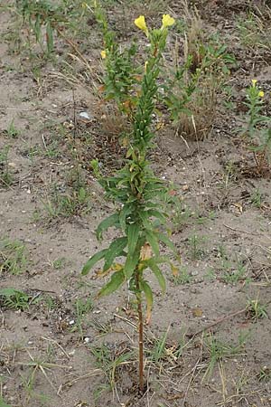 Oenothera fallax x oakesiana \ Nachtkerzen-Hybride, D Mannheim 8.8.2017