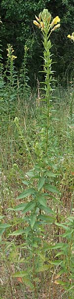 Oenothera fallax ? / Intermediate Evening Primrose, D Darmstadt 11.7.2018