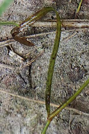 Potamogeton pusillus agg. \ Zwerg-Laichkraut / Small Pontweed, D Drover Heide 9.7.2018