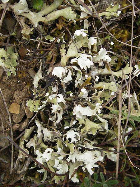 Peltigera aphthosa / Silver-Lined Freckle Pelt, D Karlstadt 1.5.2010