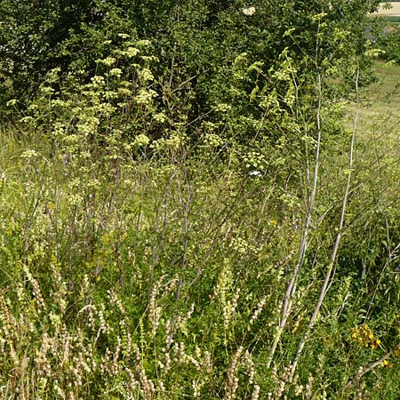 Peucedanum alsaticum \ Elssser Haarstrang, D Nördlingen 10.7.2015