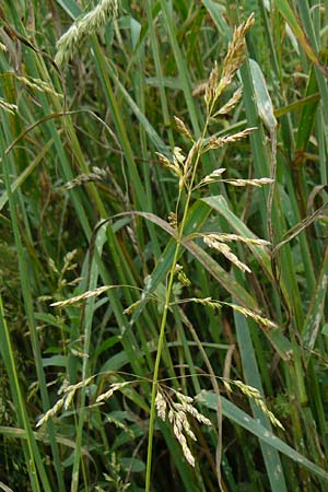 Poa angustifolia / Narrow-Leaved Meadow Grass, D Erlenbach am Main 4.6.2016