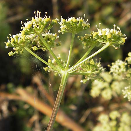 Peucedanum alsaticum \ Elssser Haarstrang, D Rheinhessen, Jugenheim 28.8.2012