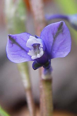 Polygala amarella \ Sumpf-Kreuzblume, Sumpf-Kreuzblmchen, D Hammelburg 4.5.2013