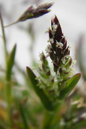 Poa annua \ Einjhriges Rispengras / Annual Blue Grass, D Langgöns 25.4.2015