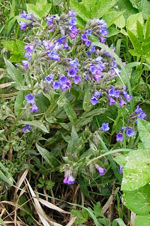 Pulmonaria angustifolia / Narrow-Leaved Lungwort, D Nüdlingen 9.5.2015