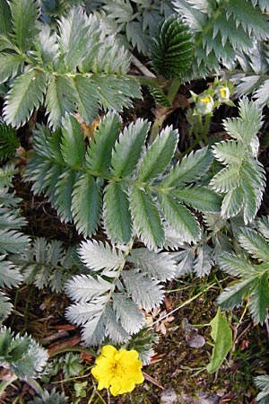 Potentilla anserina \ Gnse-Fingerkraut / Silverweed, D Gimbsheim 11.5.2015