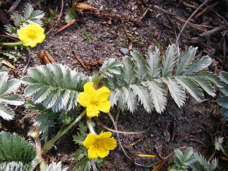 Potentilla anserina \ Gnse-Fingerkraut, D Gimbsheim 11.5.2015