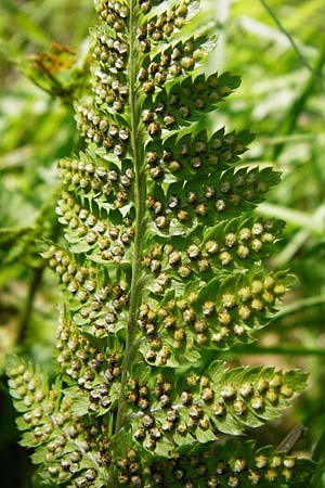 Polystichum aculeatum / Hard Shield Fern, D Ober-Roden 17.6.2015