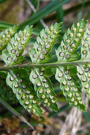 Polystichum aculeatum / Hard Shield Fern, D Ober-Roden 17.6.2015