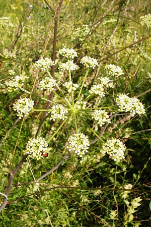 Peucedanum alsaticum \ Elssser Haarstrang, D Nördlingen 10.7.2015