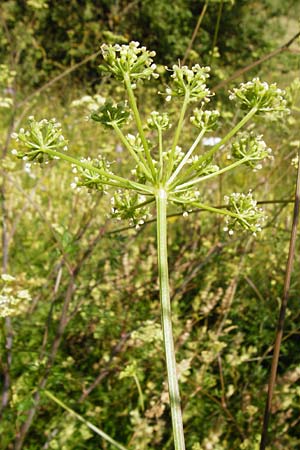 Peucedanum alsaticum \ Elssser Haarstrang / Alsatian Parsley, D Nördlingen 10.7.2015