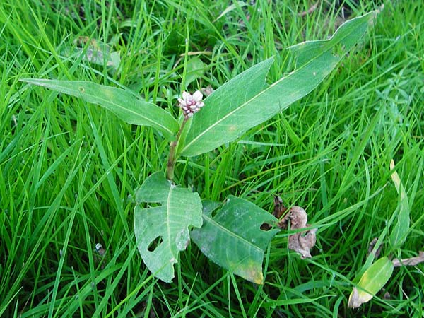 Persicaria amphibia \ Wasser-Knterich / Water Knotweed, Willow Grass, D Mannheim 30.8.2015