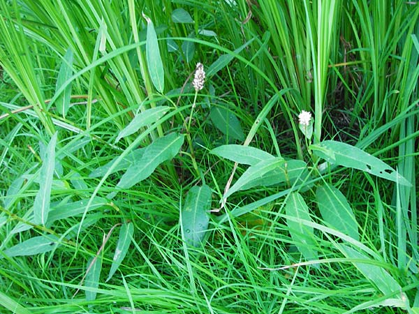 Persicaria amphibia \ Wasser-Knterich / Water Knotweed, Willow Grass, D Mannheim 30.8.2015