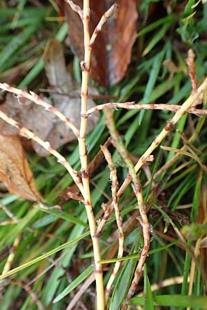 Polygonum arenastrum \ Trittrasen-Vogel-Knterich / Equal-Leaved Knotgrass, D Odenwald, Nieder-Beerbach 16.10.2015