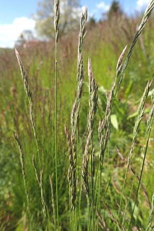 Festuca guestphalica \ Harter Schwingel / Westphalian Fescue, D Erlenbach am Main 28.4.2016