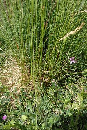 Festuca guestphalica \ Harter Schwingel / Westphalian Fescue, D Erlenbach am Main 28.4.2016